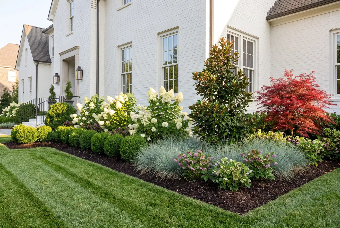 Layered planting bed of boxwood, limelight hydrangea, Little Gem magnolia, and red Japanese maple in front of a white brick home